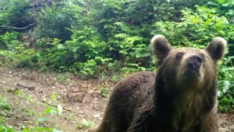 Bursa'da yiyecek avındaki ayılar kamerada