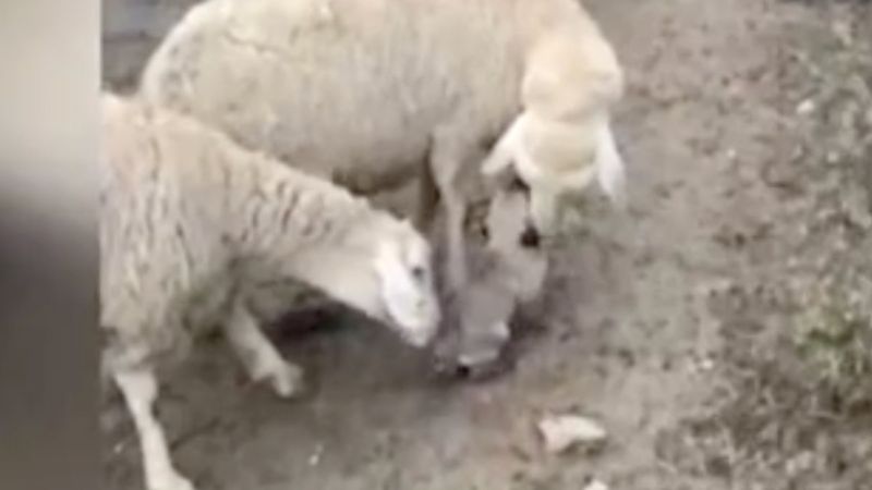 Ankara'da yavru köpek, koyun sürüsüne eşlik etti