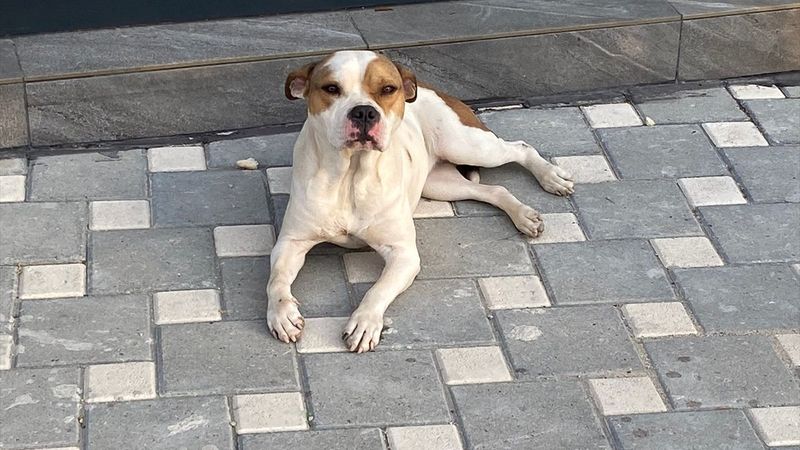 Adana'da yasaklı ırk 70 köpek, barınağa yerleştirildi