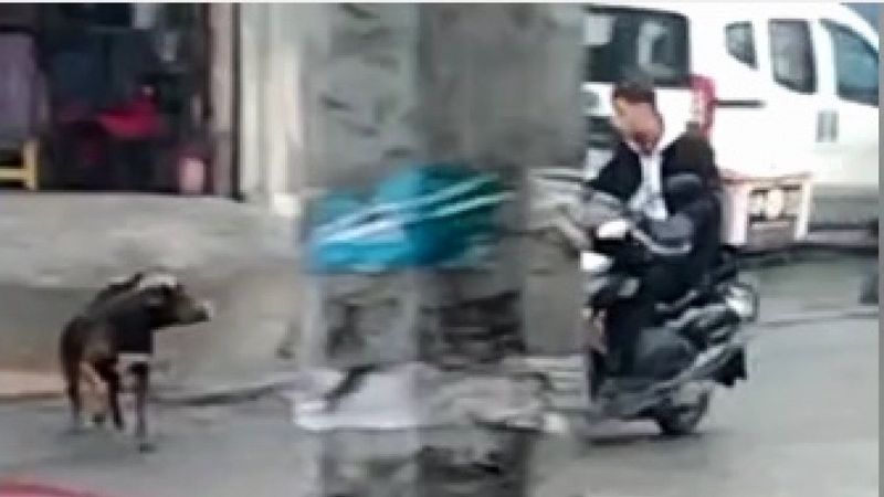 Sultangazi'de sokak köpekleri kazaya sebep oldu