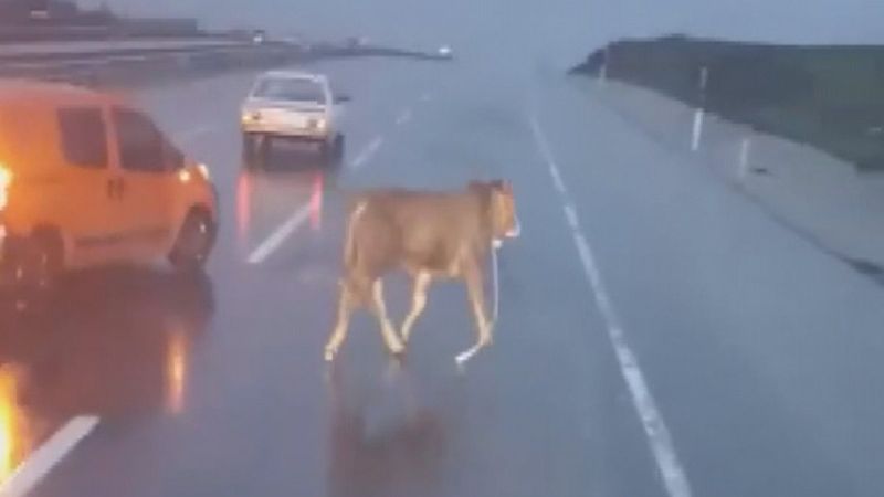 İstanbul'da otoyolda koşan atı, sürücü görüntüledi