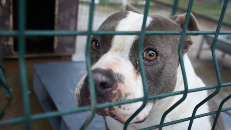 Edirne'deki barınaklarda yasak ırklar için yer kalmadı