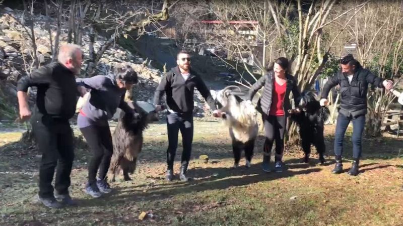 Artvin'de keçiler, köylülerin horonuna katıldı