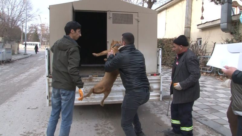 Elazığ'da ceza tutarını duyan pitbull sahibi, köpeğini teslim etti