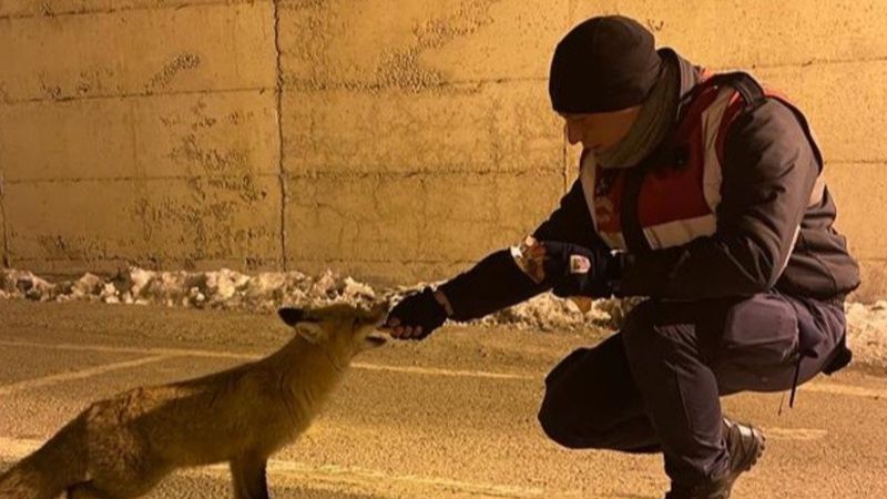Van'da jandarma aç kalan tilkiyi elleriyle besledi