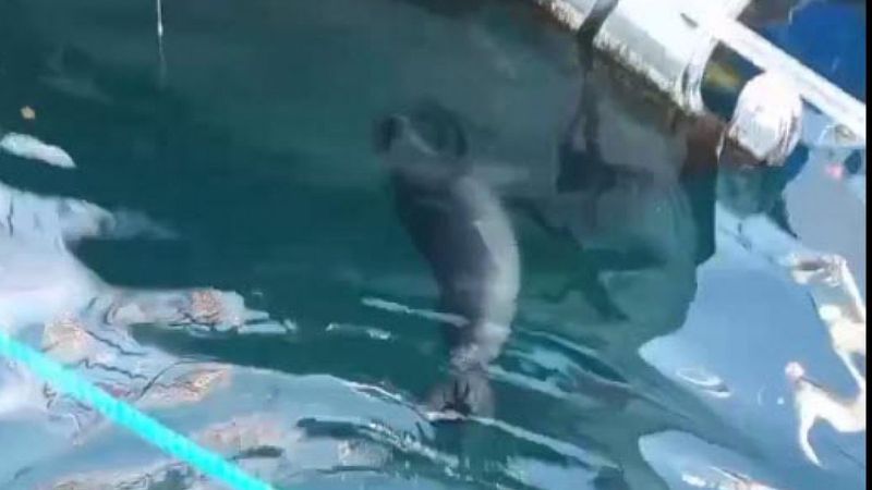 Bodrum'da Akdeniz foku görüldü
