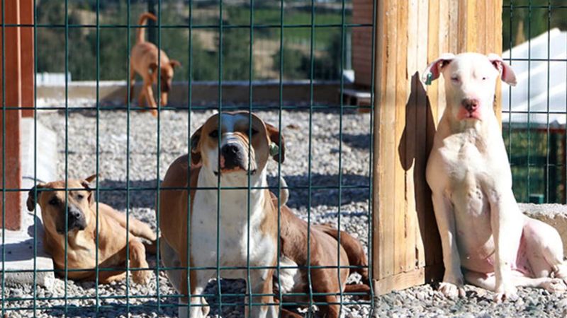 Türkiye genelinde tehlike arz eden köpekler kayıt altına alındı