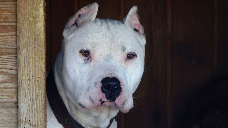 Yasaklı köpek ırklarının kaydı için son gün