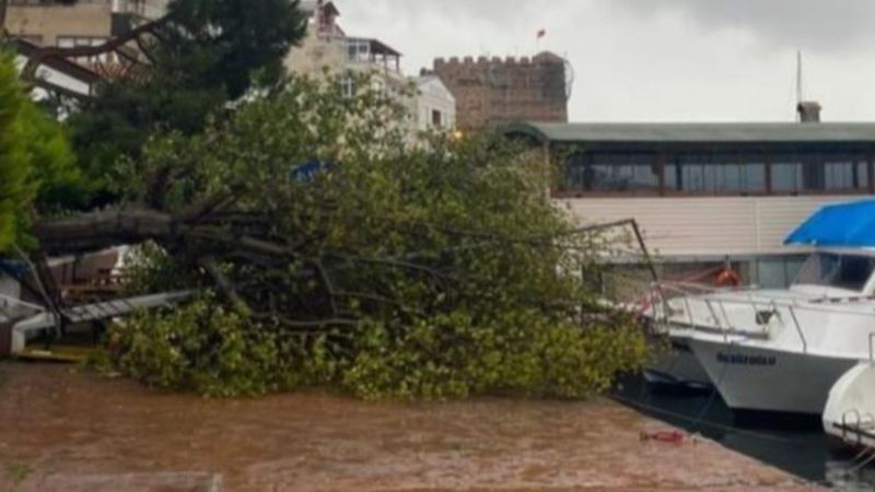 Sinop’ta fırtına ağaç yıktı