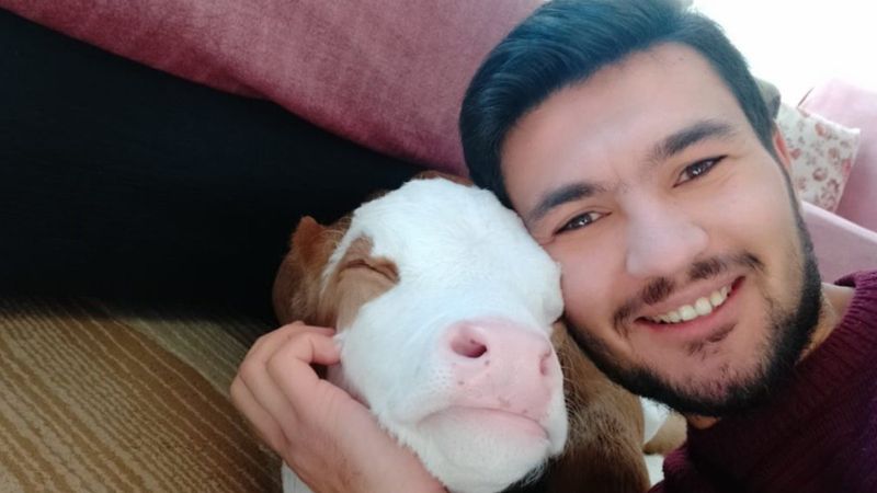 Sivas’ta 20 gün erken doğan buzağıya bebek gibi bakıyor