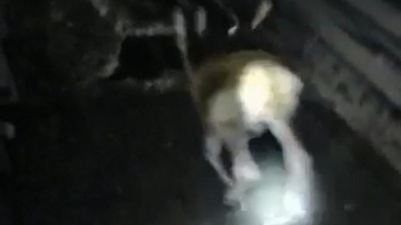 Ankara'da maden ocağına geyik girdi