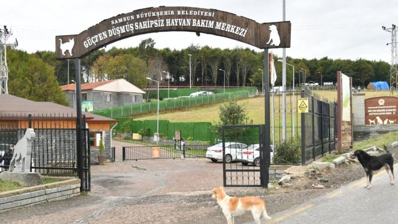 Samsun'da 137 yasaklı ırk, bakım merkezine bırakıldı