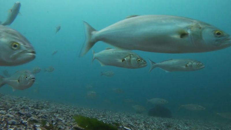 İstanbul’da hasta balıkları görüntüleyen dalgıç: Müsilajdan önce azdı