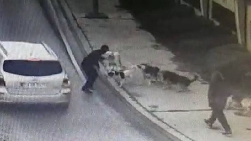Bakırköy'de iş insanına 6 köpek saldırdı