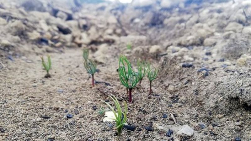 Antalya’da, yanan alanlara atılan tohumlar yeşerdi