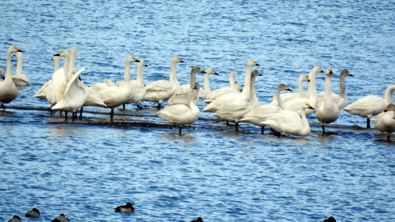 Van Gölü'nün Sibirya'dan gelen misafirleri, görsel güzellik sunuyor