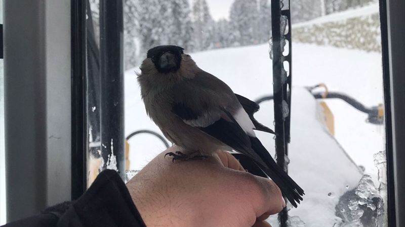 Kastamonu'da greyder operatörü, donmak üzereyken bulduğu kuşu kurtardı