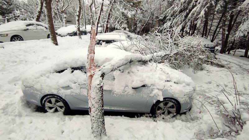 Beşiktaş'ta araçların üzerine ağaçlar devrildi