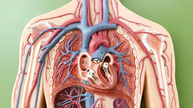 Vücudun yaşamak için ihtiyaç duymadığı 4 organ