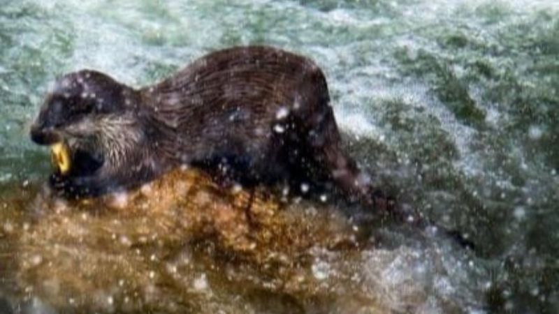 Oltu Çayı'nda yemek arayan su samurları görüntülendi