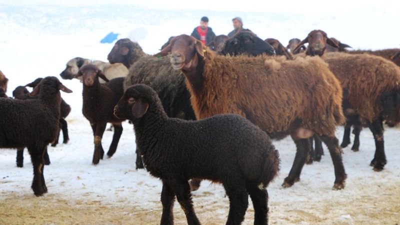 Bingöl'de erken doğan kuzular, yetiştiricilerin yüzünü güldürdü