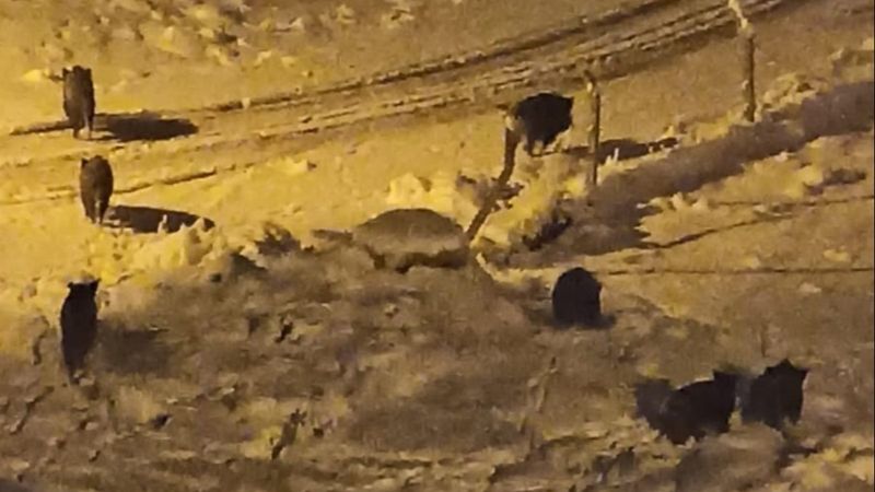 Kırşehir'de kar yağışı izleyen çift domuz sürüsüyle karşılaştı