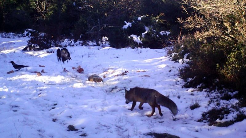 Tekirdağ'da kurtlara bırakılan yemekleri çakal ve kargalar yedi