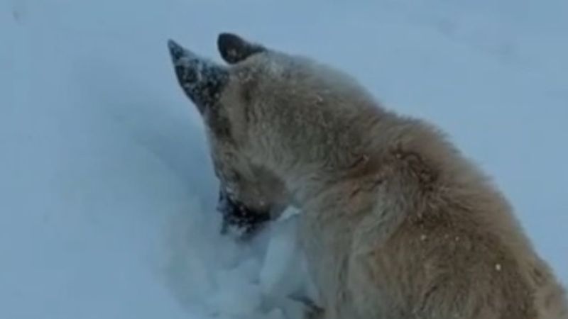 Konya'da donarak ölen köpek