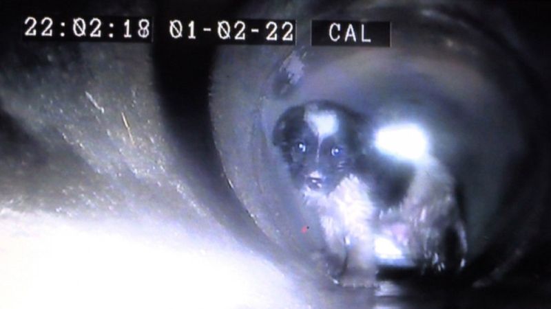 Konya’da mahsur kalan köpek, robotik kanal görüntüleme sistemiyle kurtarıldı