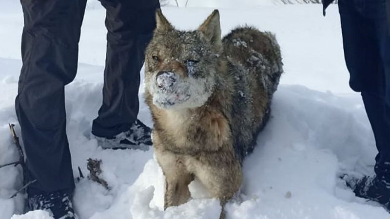 Sivas’ta, karlar içinde donmuş kurt bulundu