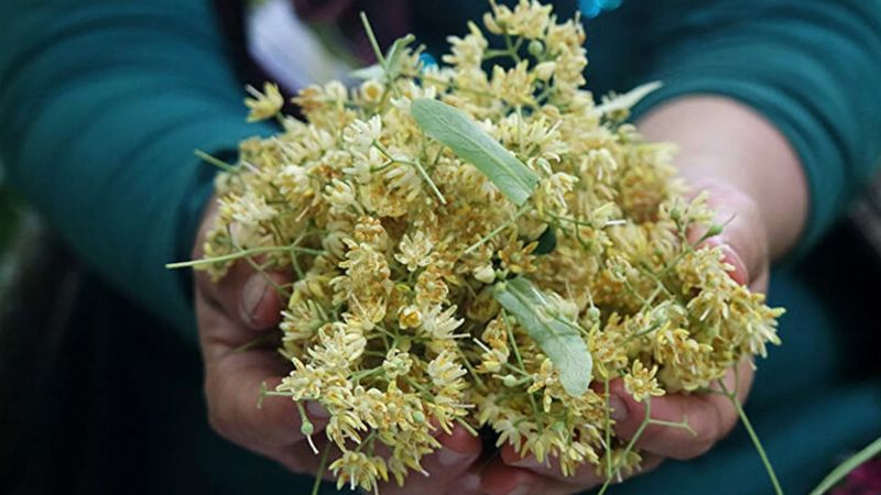 Ihlamur çiçeğinin fiyatı 500 TL'ye yükseldi