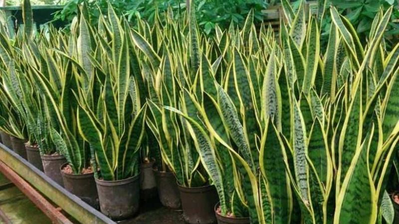 1 metreyi bulan yaşadı! Evde kılıç çiçeği bulundurmak bakın ne işe yarıyor...