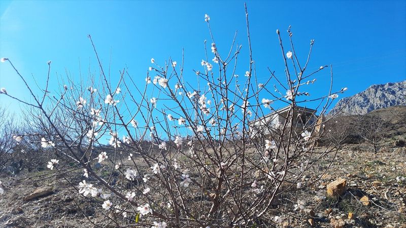 Mersin'deki yangınlarda zarar gören badem ağaçları çiçek açtı
