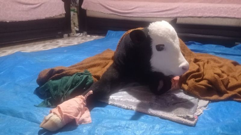 Kahramanmaraş'ta gözleri görmeyen buzağı bebek gibi bakılıyor