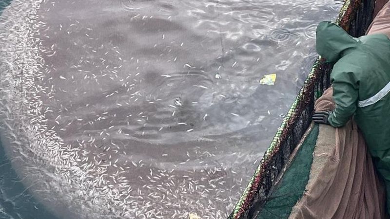 Çanakkale'de yasal boyda olmayan 5 ton istavrit, denize atıldı