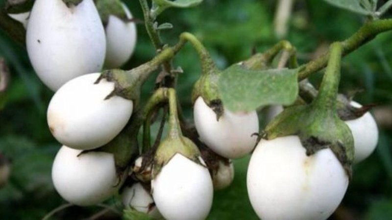 Reflüyü geçiren bitki: Yumurta çiçeği nedir, faydaları nelerdir?