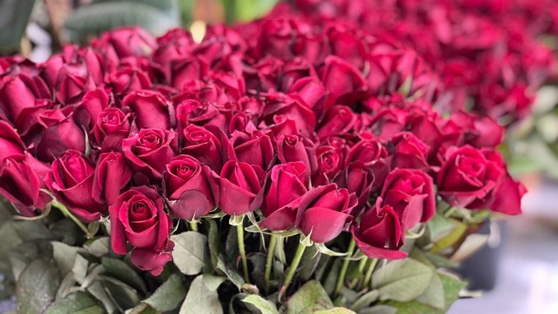14 Şubat öncesi çiçekçiler hazırlıklarını tamamladı