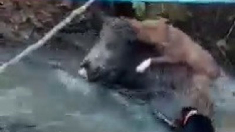 Zonguldak'ta domuz ve av köpeği boğuşma anı kamerada