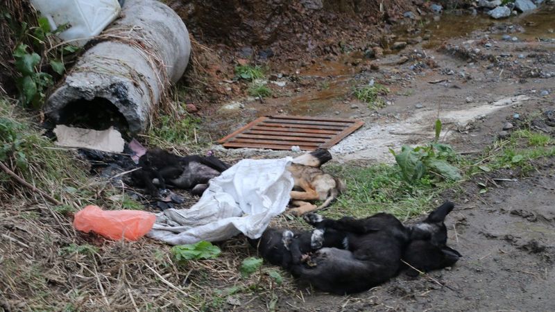 Rize'de çöpten 5 ölü köpek çıktı