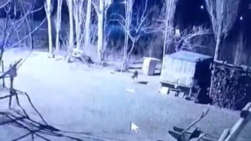 Iğdır'da aç kurt sürüsü, köpeği parçaladı