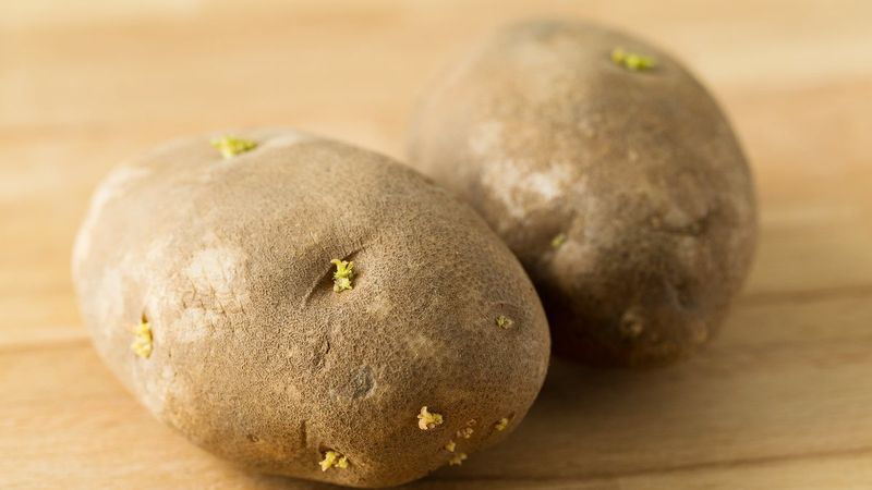 Patatesin yeşil kısmını yemenin zararları