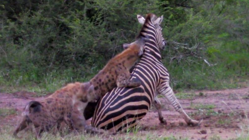 Zebranın sırtlanlara av olma anı kamerada