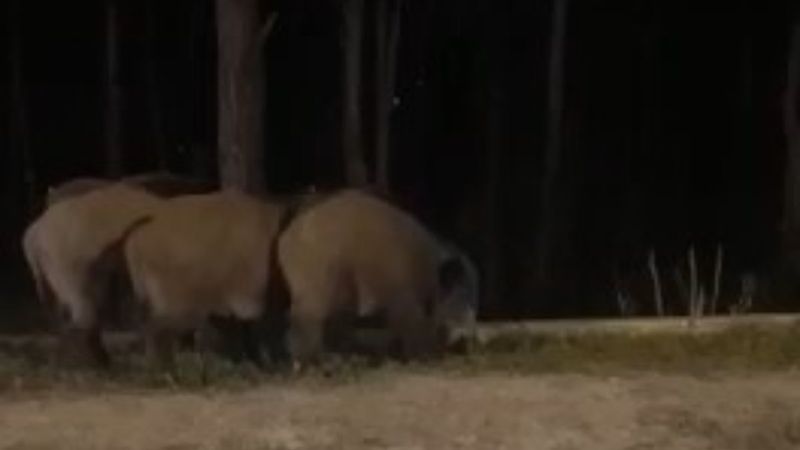 İstanbul'da aç domuzlar şehre indi