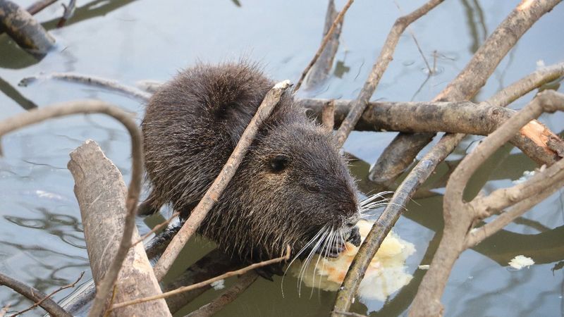 Edirne'deki su maymunları, ekmekle besleniyor