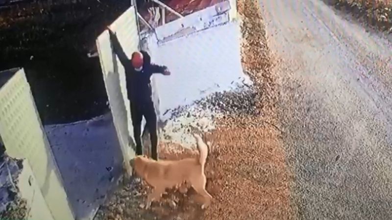 Afyonkarahisar'da köpek, bir öğretmene saldırdı