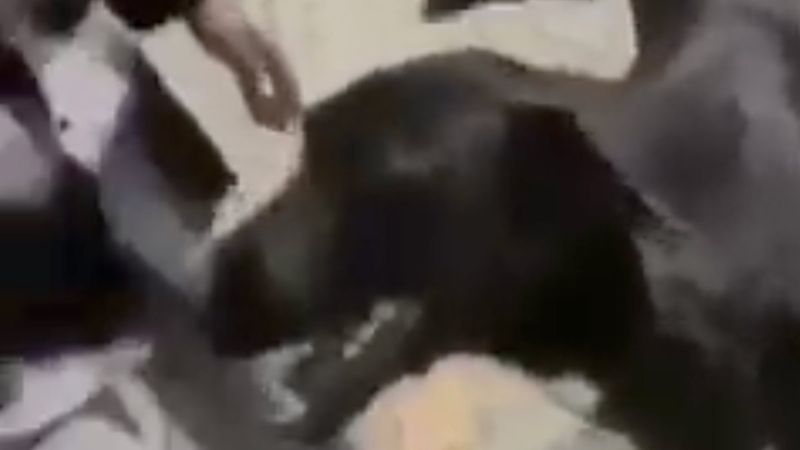 İzmir'de hayvanseverler, köpeklerin saldırdığı adama saldırdı