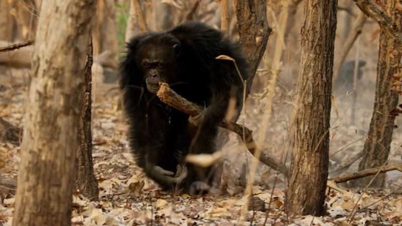 Şempanzelerin taşlı sopalı çiftleşme kavgası kamerada