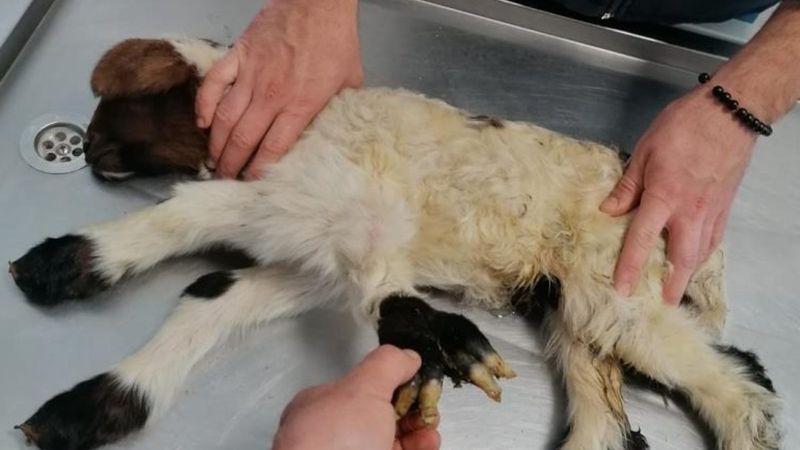 Denizli'de kuzu, 5 bacaklı doğdu