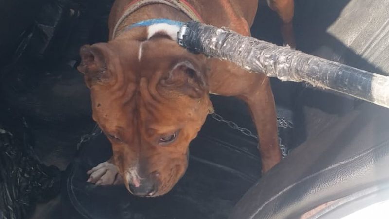 Kayseri'de ihbar edilen Pitbull sahibine para cezası