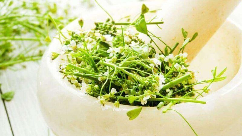 Basurdan kurtaran bitki: Çobançantasını 7 gün boyunca...